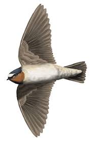 Image result for Petrochelidon pyrrhonota