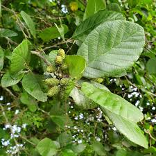 Attēlu rezultāti vaicājumam “Alnus”