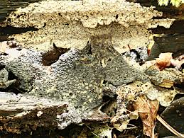 Attēlu rezultāti vaicājumam “Diderma rufostriatum sessile”