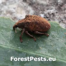 Attēlu rezultāti vaicājumam “Brachonyx pineti”