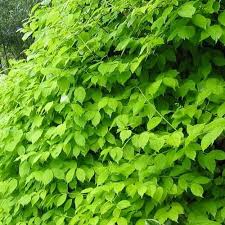 Attēlu rezultāti vaicājumam “Philadelphus coronarius leaf”