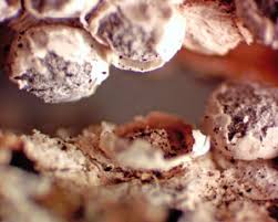 Attēlu rezultāti vaicājumam “Diderma subviridifuscum”