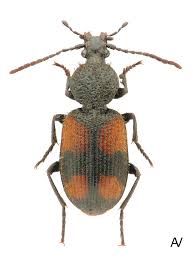 Attēlu rezultāti vaicājumam “Panagaeus cruxmajor”