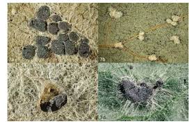 Attēlu rezultāti vaicājumam “Didymium tussilaginis spores”