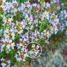 Attēlu rezultāti vaicājumam “Bayeriola thymicola”