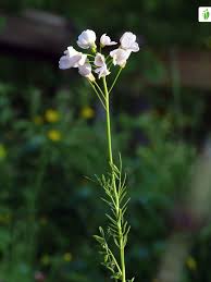 Attēlu rezultāti vaicājumam “Cardamine pratensis leaf”