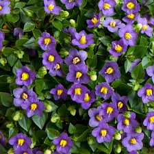 Image result for Exacum affine