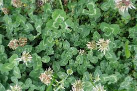 Attēlu rezultāti vaicājumam “Trifolium repens leaf”