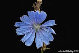 Image result for Zichorie