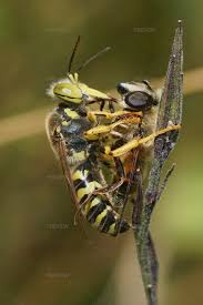 Attēlu rezultāti vaicājumam “Bembix rostrata”