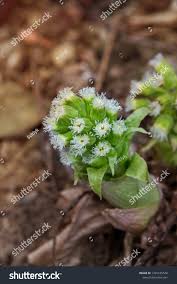 Attēlu rezultāti vaicājumam “Petasites spurius”