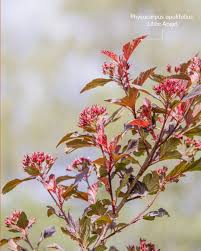 Attēlu rezultāti vaicājumam “Helianthemum nummularium fruit”