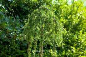 Attēlu rezultāti vaicājumam “Larix kaempferi leaf”