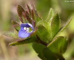 Attēlu rezultāti vaicājumam “Veronica arvensis flower”