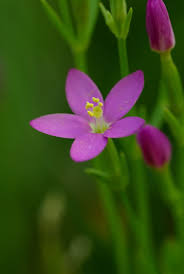 Attēlu rezultāti vaicājumam “Centaurium littorale”