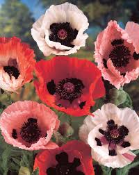 Attēlu rezultāti vaicājumam “Papaver”