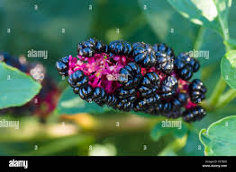Attēlu rezultāti vaicājumam “Phytolacca acinosa fruit”