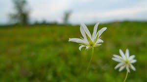 Attēlu rezultāti vaicājumam “Stellaria longifolia flower”