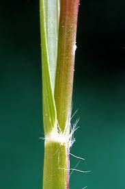 Attēlu rezultāti vaicājumam “Danthonia decumbens bud”