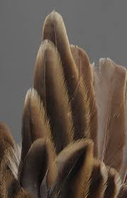 Attēlu rezultāti vaicājumam “Anthus trivialis adult”