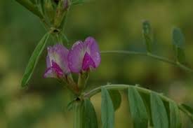 Attēlu rezultāti vaicājumam “Vicia angustifolia flower”