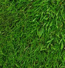 Attēlu rezultāti vaicājumam “Hygroamblystegium tenax”