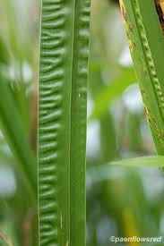Attēlu rezultāti vaicājumam “Acorus calamus leaf”