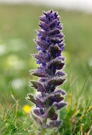 Attēlu rezultāti vaicājumam “Ajuga pyramidalis leaf”