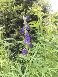 Attēlu rezultāti vaicājumam “Aconitum napellus bud”