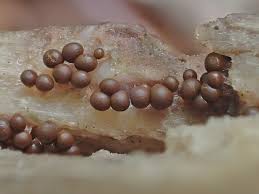 Attēlu rezultāti vaicājumam “Heterotrichia ferruginea (syn. Arcyria ferruginea) spores”