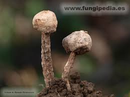 Attēlu rezultāti vaicājumam “Tulostoma fimbriatum”