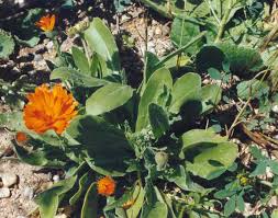 Attēlu rezultāti vaicājumam “Calendula officinalis leaf”