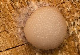 Attēlu rezultāti vaicājumam “Tubiferaceae”