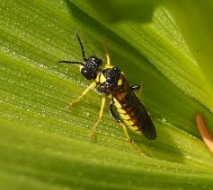 Attēlu rezultāti vaicājumam “Pamphiliidae”