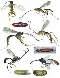 Attēlu rezultāti vaicājumam “Ichneumonidae”