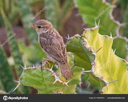 Attēlu rezultāti vaicājumam “Passer domesticus juvenile”