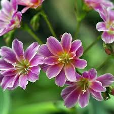 Image result for Bitterwurz