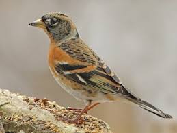 Attēlu rezultāti vaicājumam “Fringilla montifringilla male”