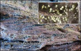 Attēlu rezultāti vaicājumam “Chaenotheca brachypoda”