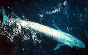 Image result for Balaenoptera musculus
