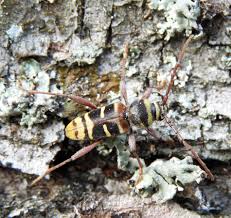 Attēlu rezultāti vaicājumam “Plagionotus detritus”