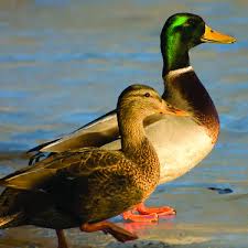 Attēlu rezultāti vaicājumam “Anas platyrhynchos female”