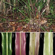 Attēlu rezultāti vaicājumam “Campyliadelphus elodes”