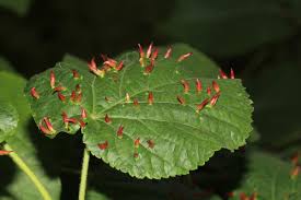 Attēlu rezultāti vaicājumam “Eriophyes tiliae”