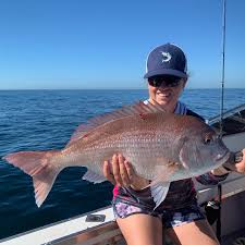 Image result for Petrus rupestris