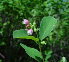 Attēlu rezultāti vaicājumam “Symphoricarpos albus flower”