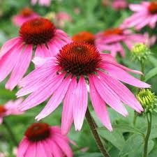 Image result for Echinacea angustifolia