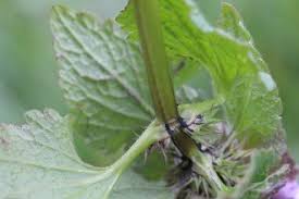 Attēlu rezultāti vaicājumam “Lamium purpureum leaf”