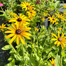 Image result for Rudbeckia fulgida