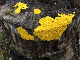 Attēlu rezultāti vaicājumam “Physarum, Nannengaella sp.”